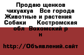 Продаю щенков чихуахуа - Все города Животные и растения » Собаки   . Костромская обл.,Вохомский р-н